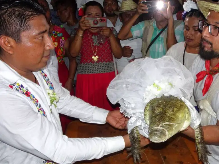 Alcalde de México se casa con un caimán: “Nos queremos”