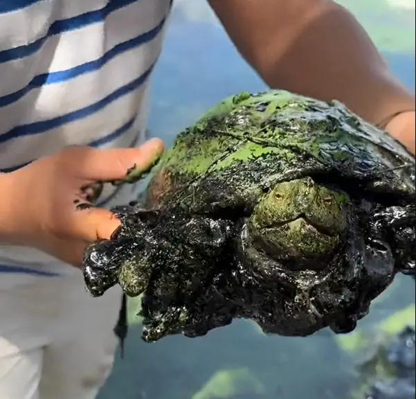 Rescatan tortuga cubierta de petróleo en Lago de Maracaibo