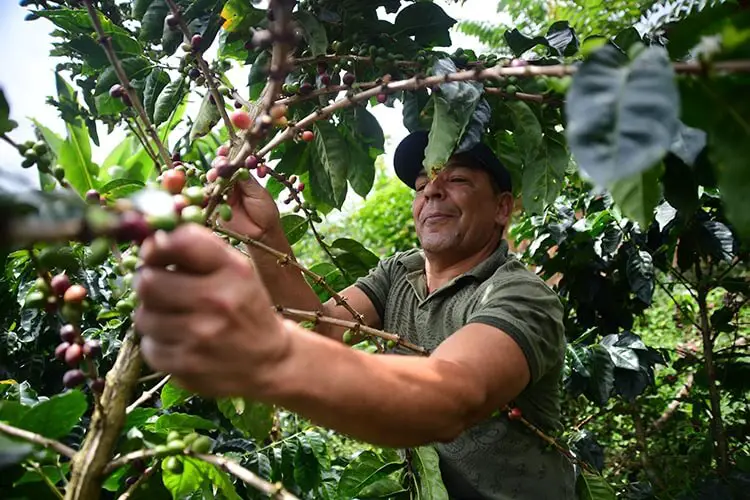 En Colombia sustituirán la siembra hoja de coca por café
