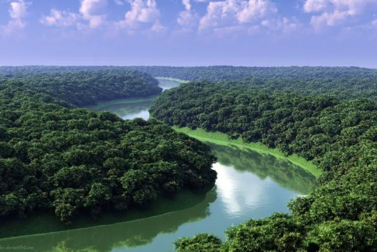 Desarrollan una plataforma de IA para ayudar en la conservación del Amazonía
