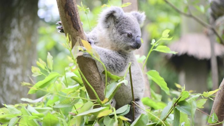 Un koala arruina un vivero con daños por casi 4.000 dólares