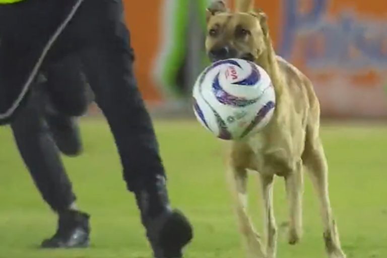 ¡Todo un crack! Perro invade una cancha de fútbol en pleno juego (+video)