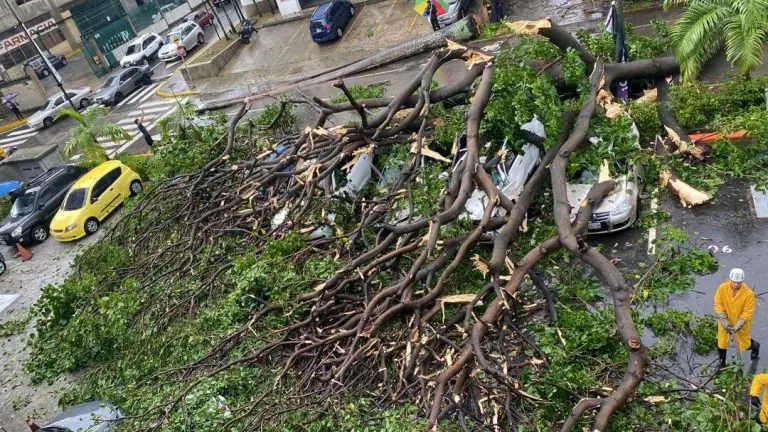 Fuertes lluvias y viento deja árboles caídos en Caracas (Videos)