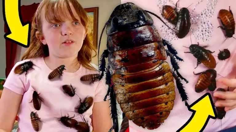 Una niña colecciona más de 4.000 cucarachas vivas en su casa