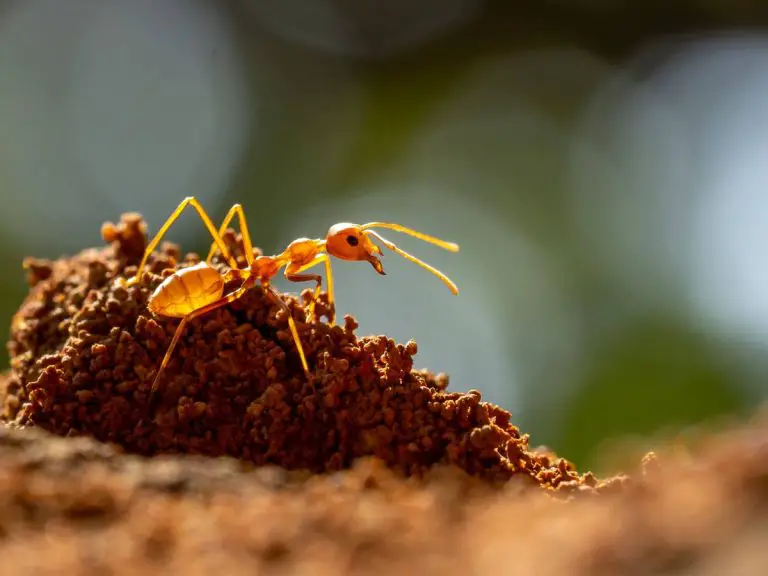 Conoce la extraña relación de las hormigas y la tristeza