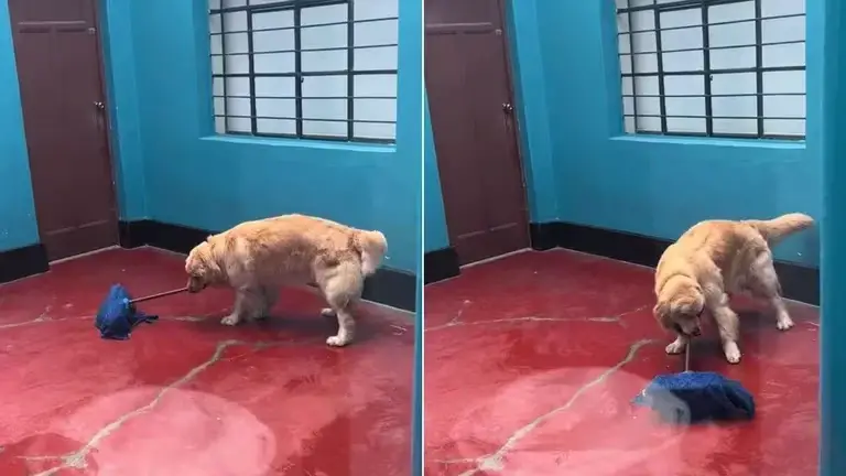 Perrito es viral en redes sociales luego de ser captado limpiando (VIDEO)