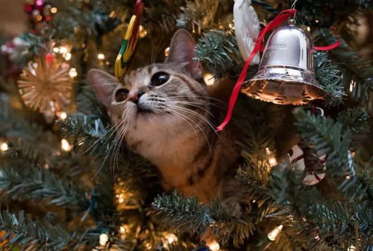 ¿Gatos y árboles de Navidad? ¡Esto es todo lo que debes saber!