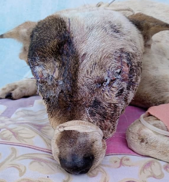 Vecinos del Parcelamiento Independencia Sur La Paz denuncian el Maltrato animal de un hombre que le sacó los ojos a una mascota al golpearla con un bloque.