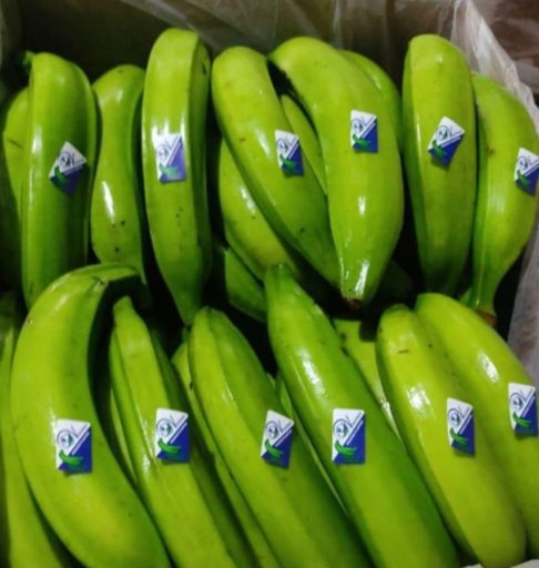 El ingeniero caraqueño que fundó una importadora de plátanos en Chile