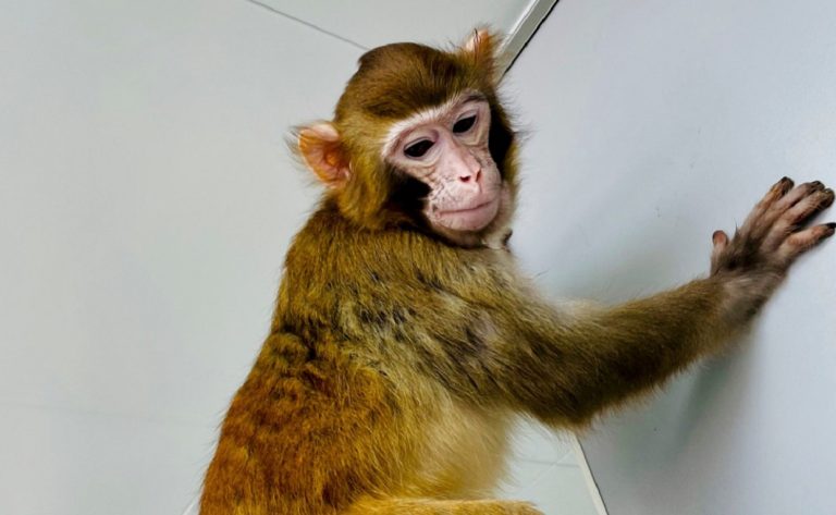 Investigadores chinos clonan con éxito un mono macaco Rhesus
