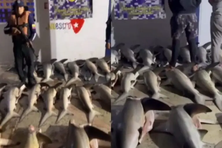 ¡Sorprendente! 26 tiburones desmembrados transportaban en Sucre