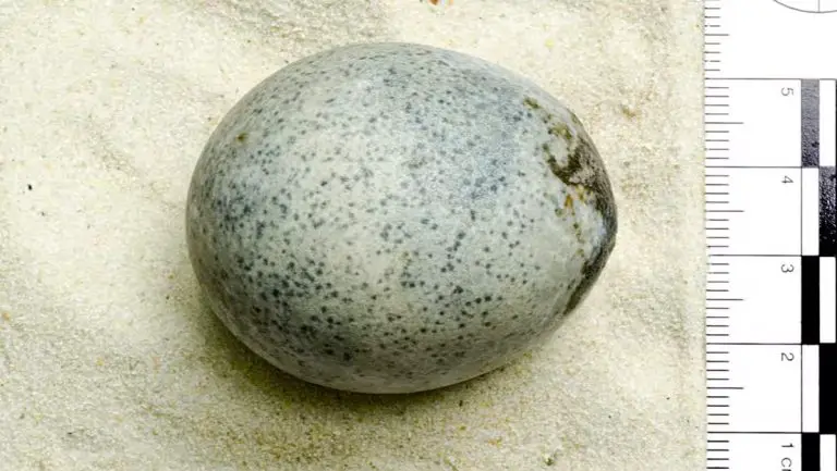 Encuentran un huevo de 1.700 años de antigüedad que conserva la yema y clara