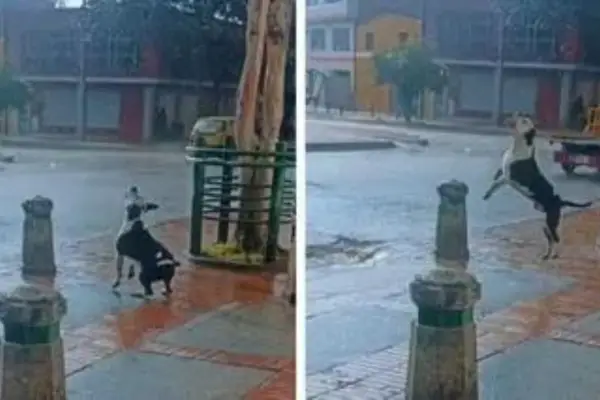 Perro se hizo viral en redes al celebrar jugando bajo la lluvia (VIDEO)