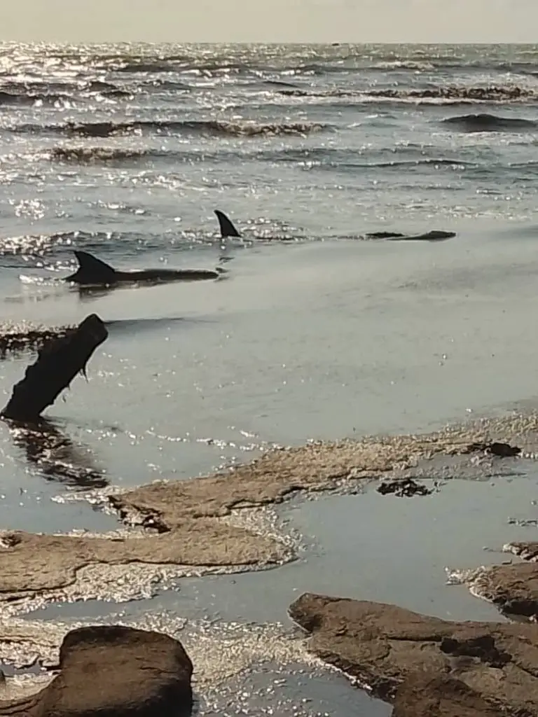 VIDEO | Así auxilian a delfines varados en costa falconiana