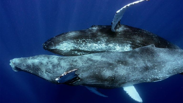 Captan por primera vez a dos ballenas jorobadas machos apareándose