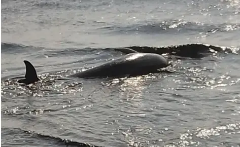 A tempranas horas de este lunes, una manada de Delfines quedó varada en las orillas del municipio Acosta, costa oriental del estado Falcón.