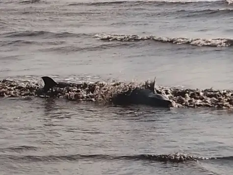Rescatados| Delfines habrían quedado varados a orillas de costa falconiana
