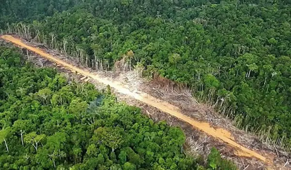 ALERTA | ONU preocupada por narcodeforestación