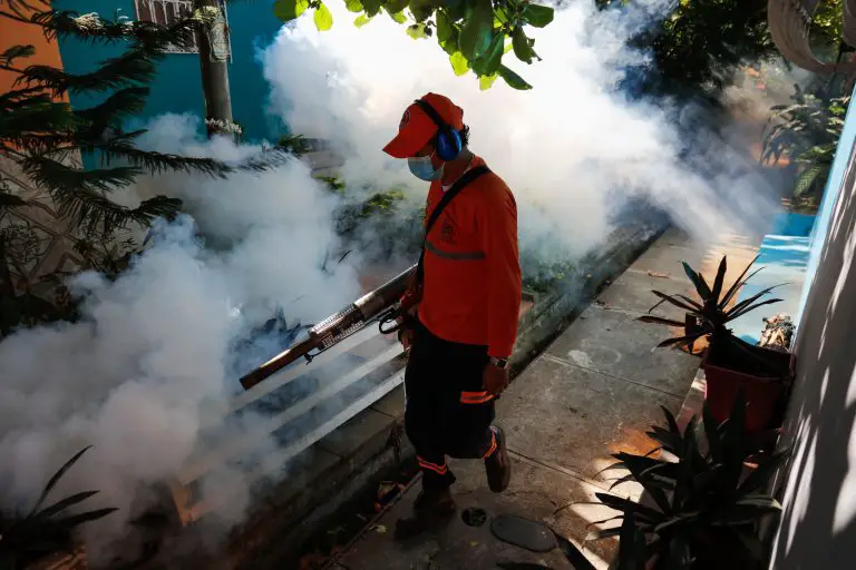 Dengue | Para la OPS la clave es el control del mosquito