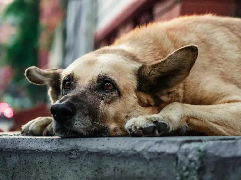 Denuncian envenenamiento masivo de perros en Falcón