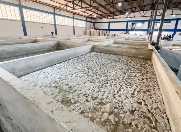 Ubicada en la zona industrial de Coro, la planta procesadora de medusas Lucky Pesquería es la primera de su tipo en el país.