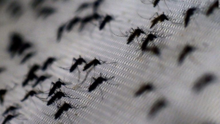 OPS advierte epidemia sin precedentes de dengue en Latinoamérica