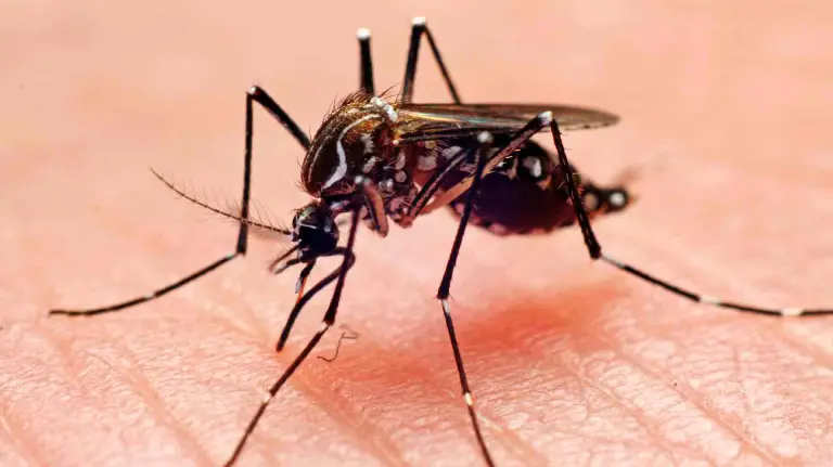 Honduras declara “alerta máxima” por brote de dengue