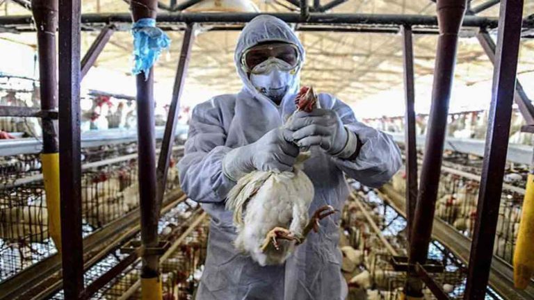 OMS reportó la muerte de una persona por gripe aviar A en México