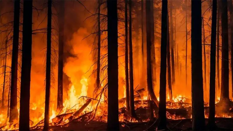 Los incendios forestales extremos se han duplicado en los últimos 20 años