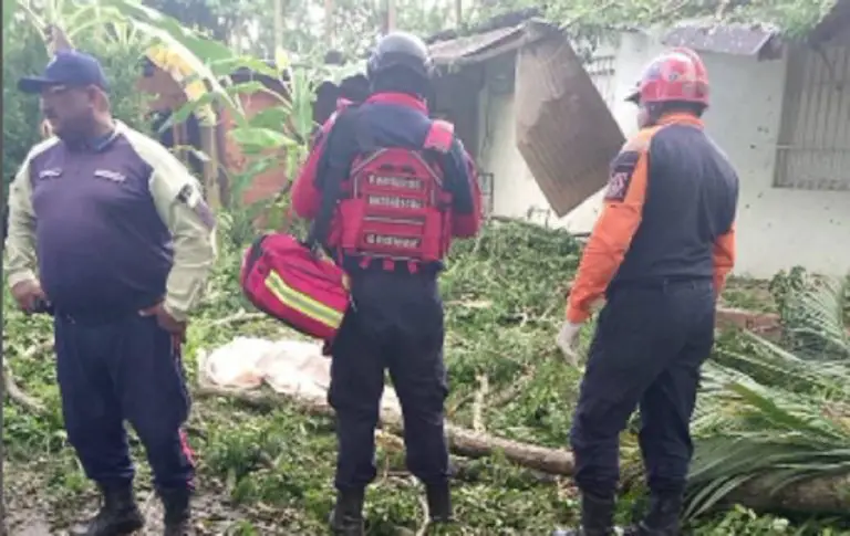 Falleció niño tras caerle un árbol en la cabeza