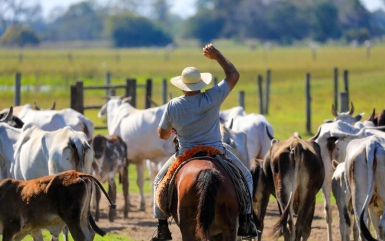 Ganaderos garantizan el abastecimiento de carne