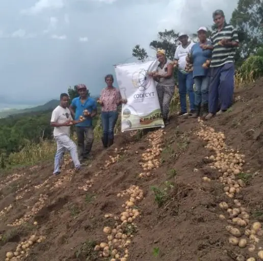 Producción de papa