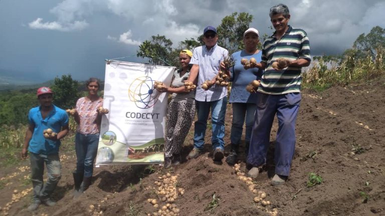 La producción de papa en Falcón se afianza