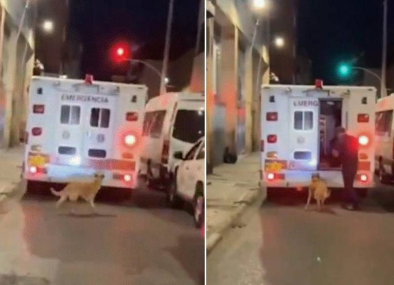 ¡Amor eterno! Perrito corrió detrás de la ambulancia en la que iba su dueño y esto pasó (VIDEO)