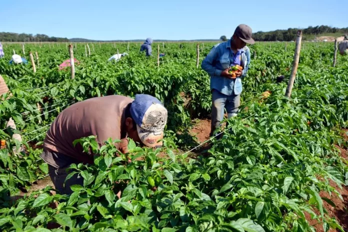 agricultores