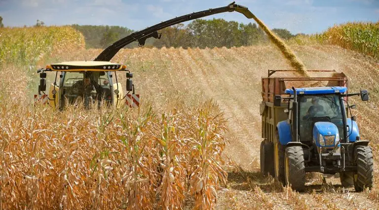 Fedeagro| El 64,29% de la cosecha nacional de maíz se quedó sin comercializar en 2024