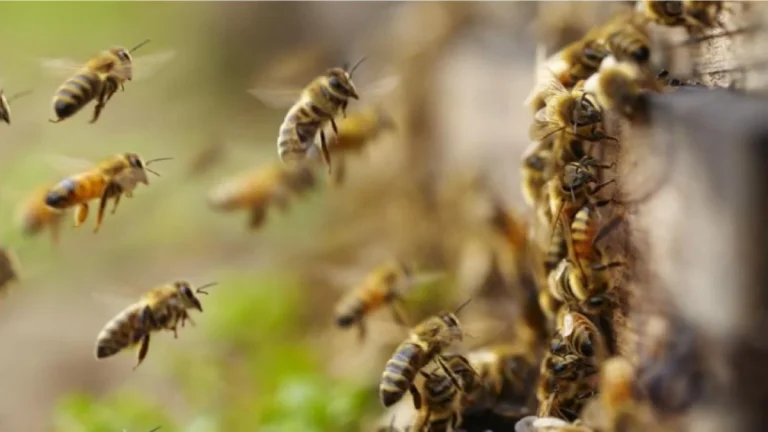 Aragua |Muere tras ser atacada por enjambre de abejas