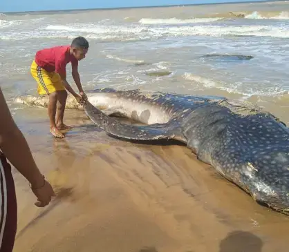 Este martes 28 de enero, un poblador del sector Campechano, municipio Píritu, hizo un descubrimiento increíble en la orilla de la playa.