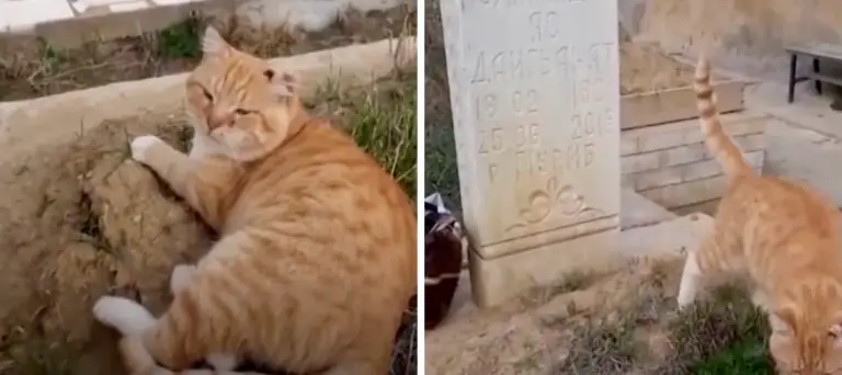 “Hachiko”, la gata que lleva desde 2018 sobre la tumba de su dueño