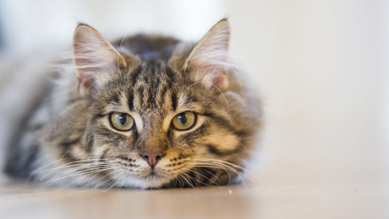 Día Internacional del Gato: ¿Por qué se celebra tres veces al año?