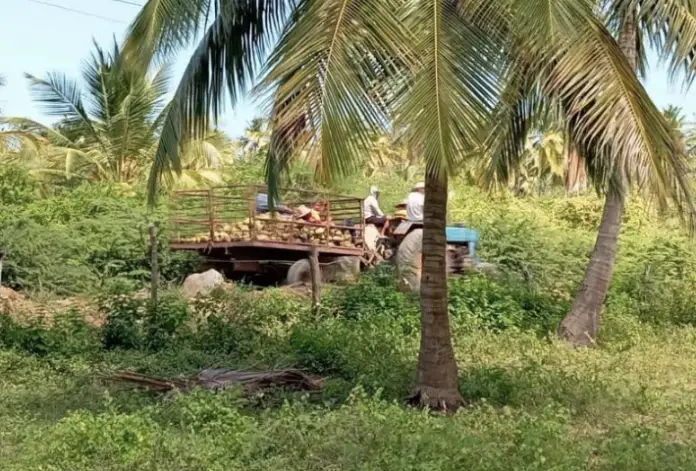 El Inces realizó el primer encuentro del año 2025 con los productores y procesadores de coco con el propósito de sistematizar el proceso de producción