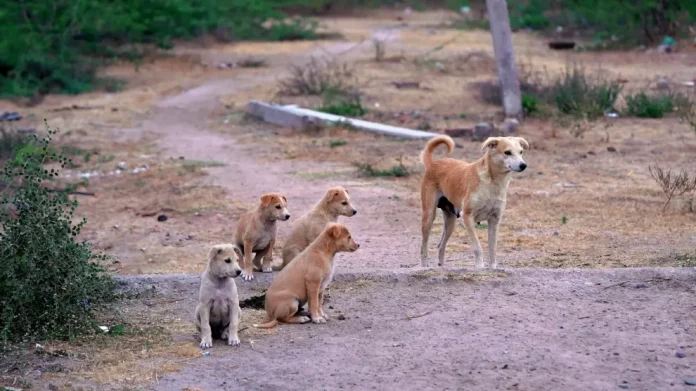 una-familia-de-perros-callejeros.r_d.2552-1102