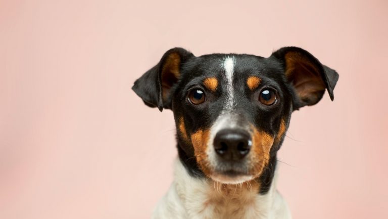 Una mujer gasta exorbitante suma de dinero para clonar a su perro fallecido