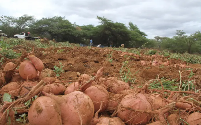 En una región que antes era reconocida por sus extensos cultivos de cebolla, se ha convertido en el epicentro de la mejor producción de batata en Venezuela.