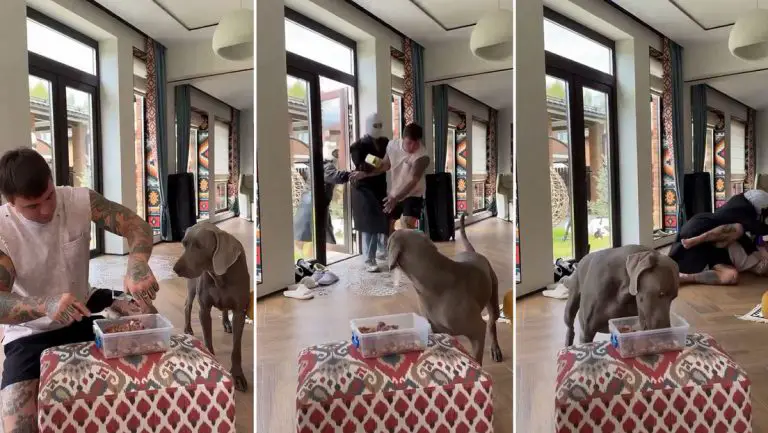 Decide probar la reacción de su perro ante un robo y sucede esto (VIDEO)