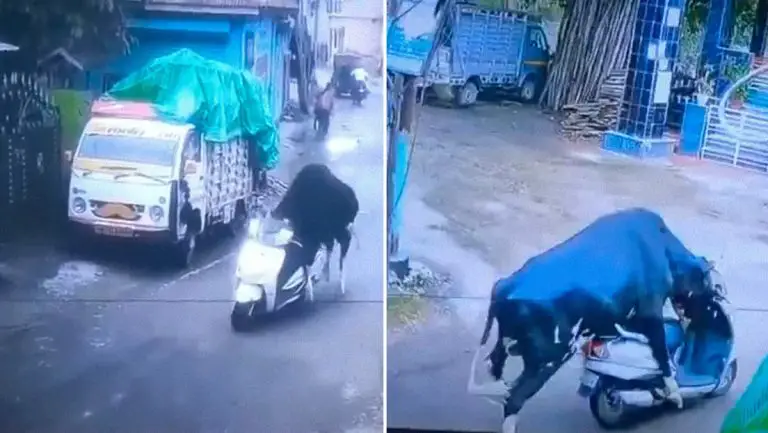 Un toro “roba” una moto en la India (VIDEO)