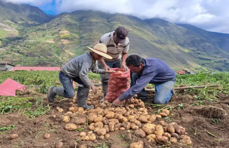 Fedeagro: el 80 % de los pagos a productores agrícolas se realiza en bolívares
