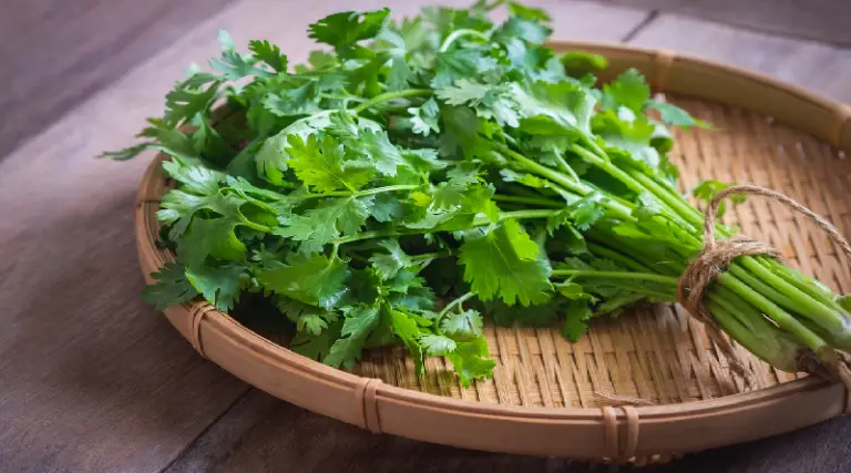La infusión de cilantro alivia el dolor de rodillas y fortalece las articulaciones