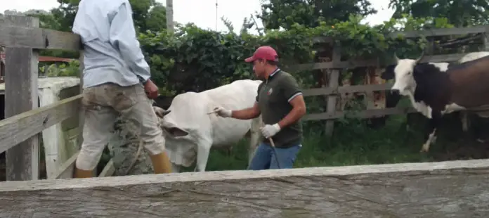En el marco del primer ciclo de vacunación contra la fiebre aftosa se llevó a cabo un barrido en la zona norte de Píritu y Tocópero.