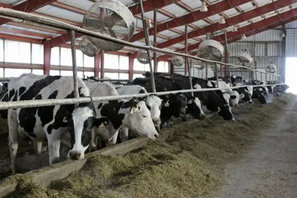Ganaderos mantienen el precio de la carne a puerta de corral